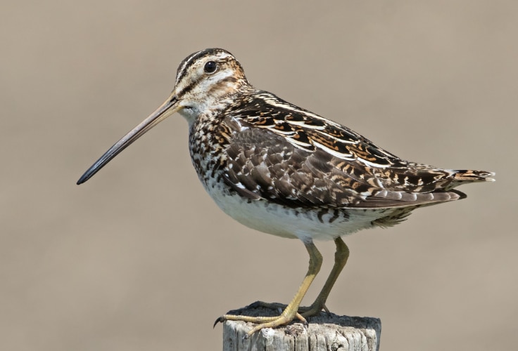 Wilson's Snipe (Gallinago delicata)