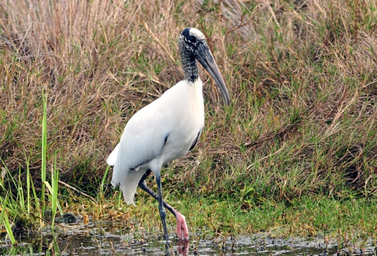 Wood Stork (Mycteria americana)
