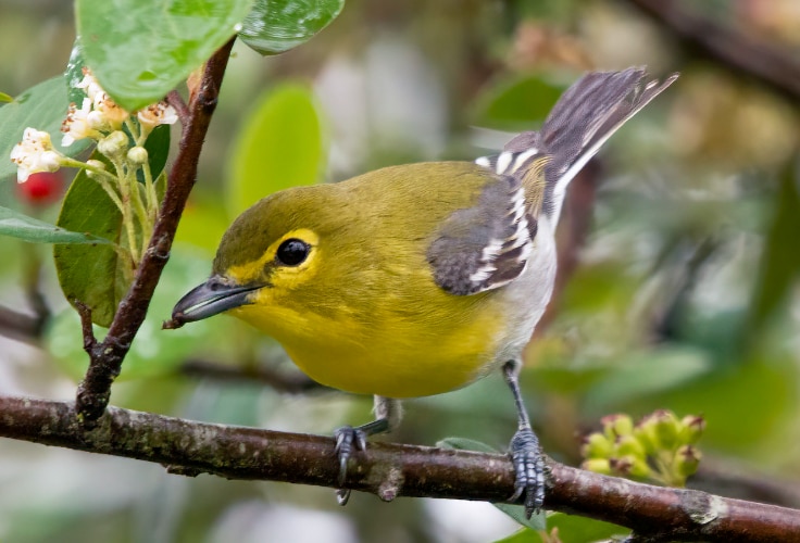 Yellow-Throated Vireo (Vireo flavifrons)