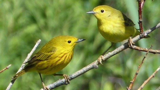 Yellow Warbler pair