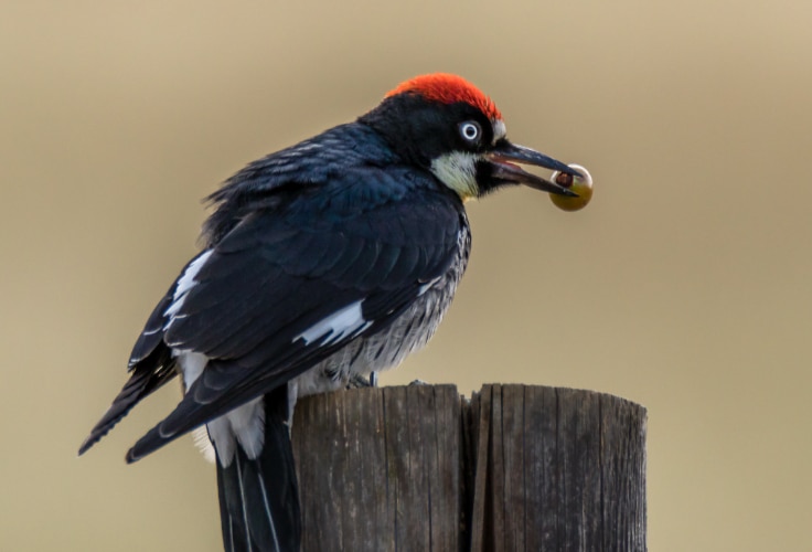 Acorn Woodpecker (Melanerpes formicivorus)