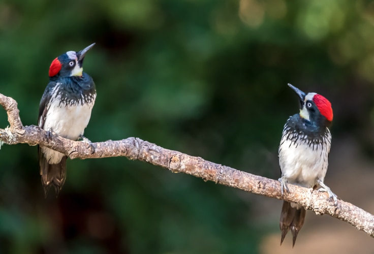 Acorn Woodpecker pair