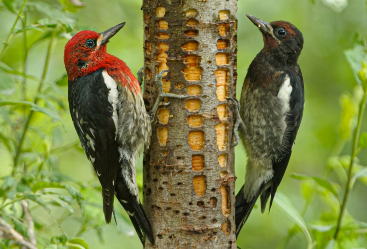 Adult and juvenile Red-Breasted Sapsuckers