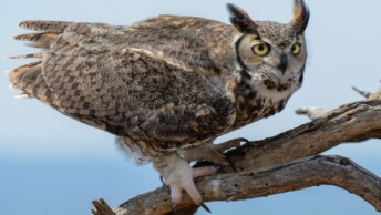 Adult Great Horned Owl