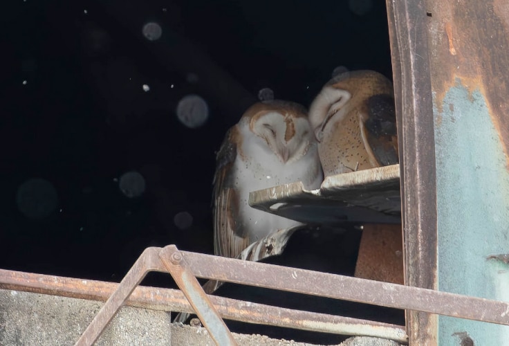 American Barn Owls resting inside an abandoned building