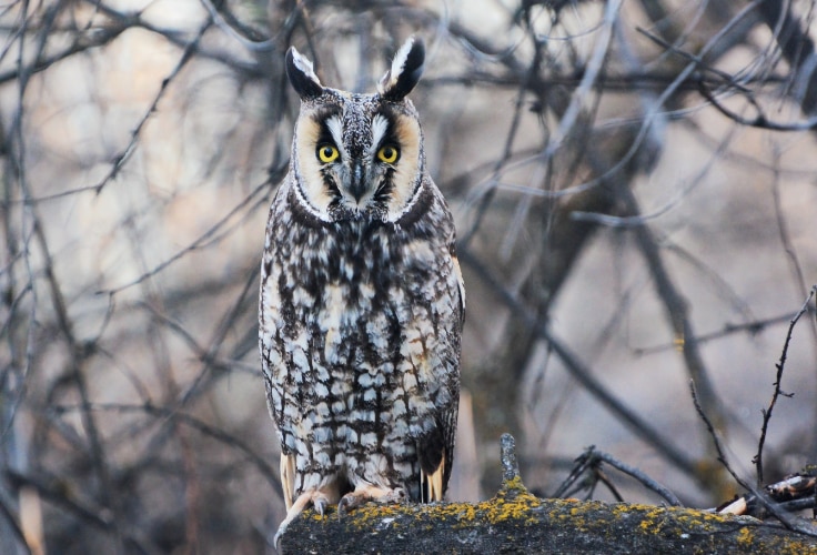 American Long-Eared Owl (Asio otus)