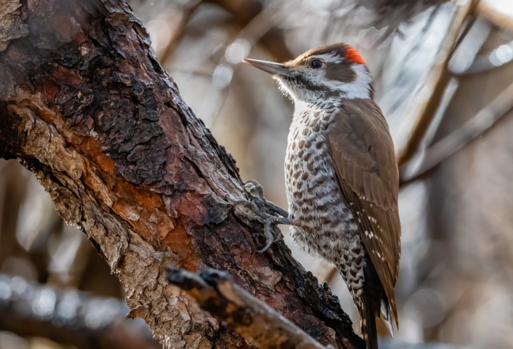Arizona Woodpecker (Leuconotopicus arizonae)