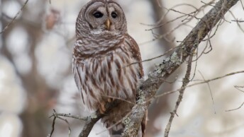 Barred Owl (Strix varia)