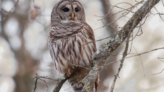 Barred Owl (Strix varia)