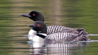 Common Loon pair