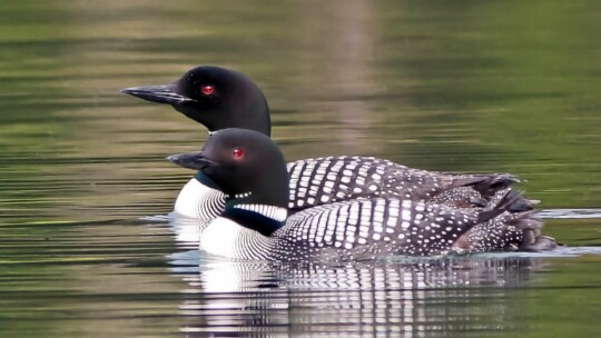 Common Loon pair