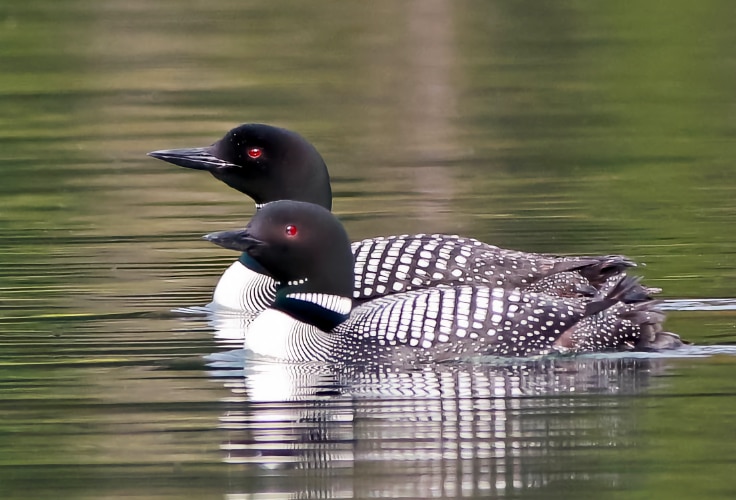 Common Loon pair
