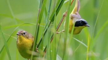 Common Yellowthroat pair