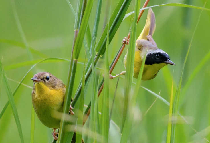 Common Yellowthroat pair