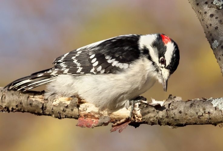 Downy Woodpecker (Dryobates pubescens)