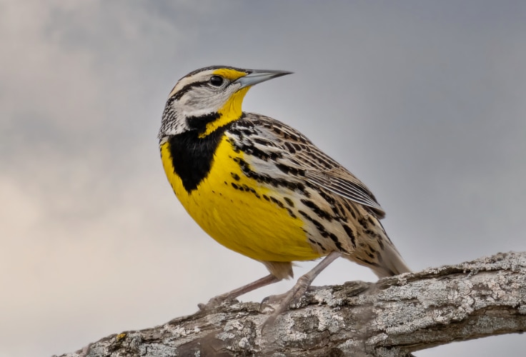 Eastern Meadowlark (Sturnella magna)