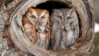 Eastern Screech-Owl mixed pair