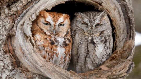 Eastern Screech-Owl mixed pair