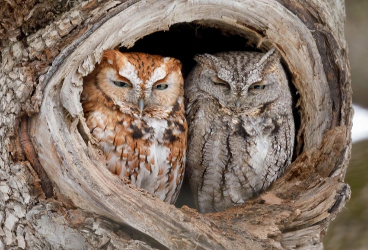 Eastern Screech-Owl mixed pair