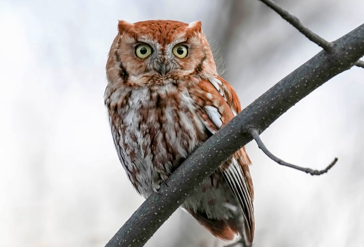 Eastern Screech-Owl (rufous morph)