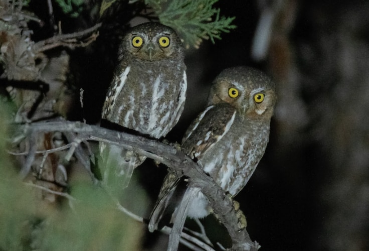 Elf Owl pair