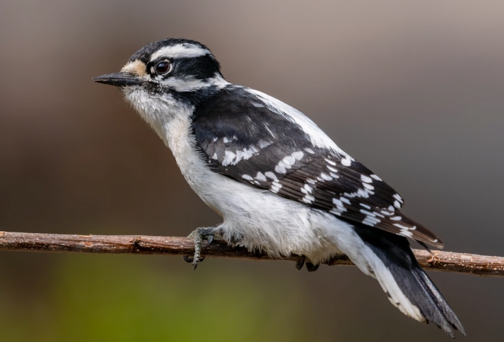 Female Downy Woodpecker