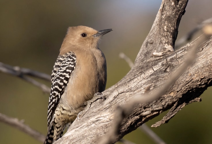 Female Gila Woodpecker