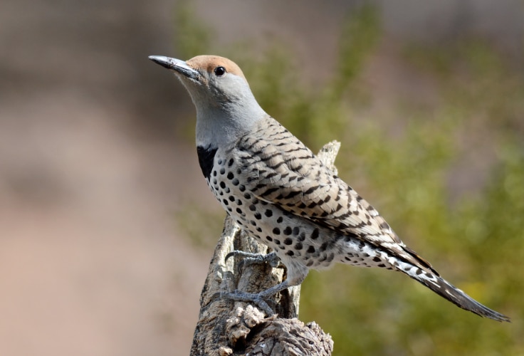 Female Gilded Flicker