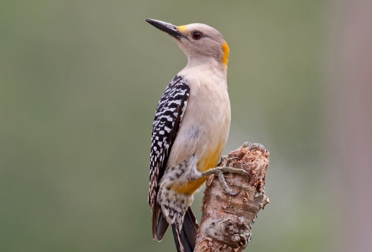 Female Golden-Fronted Woodpecker