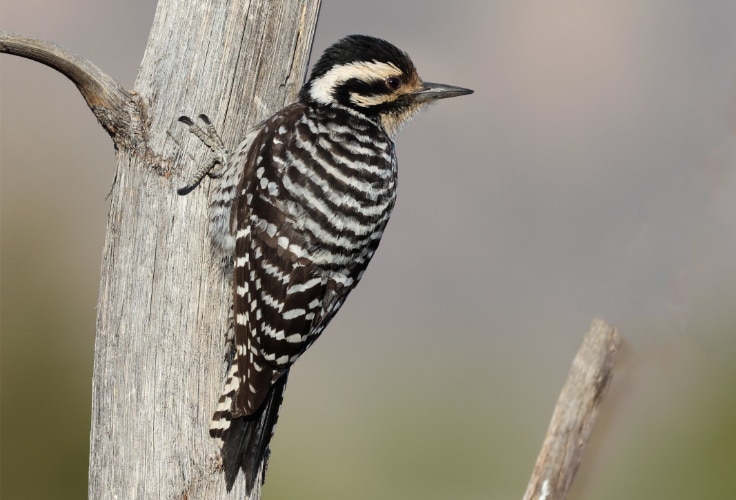 Female Ladder-Backed Woodpecker