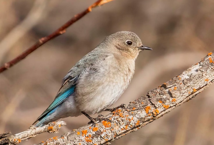 Female Mountain Bluebird