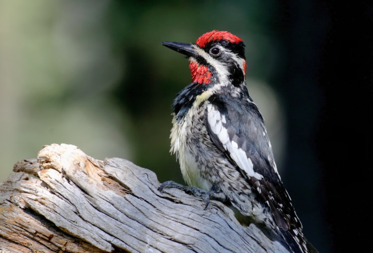 Female Red-Naped Sapsucker