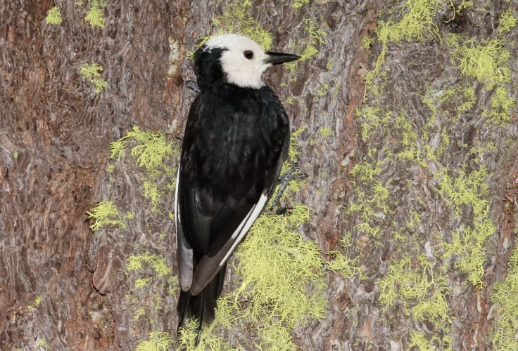 Female White-Headed Woodpecker