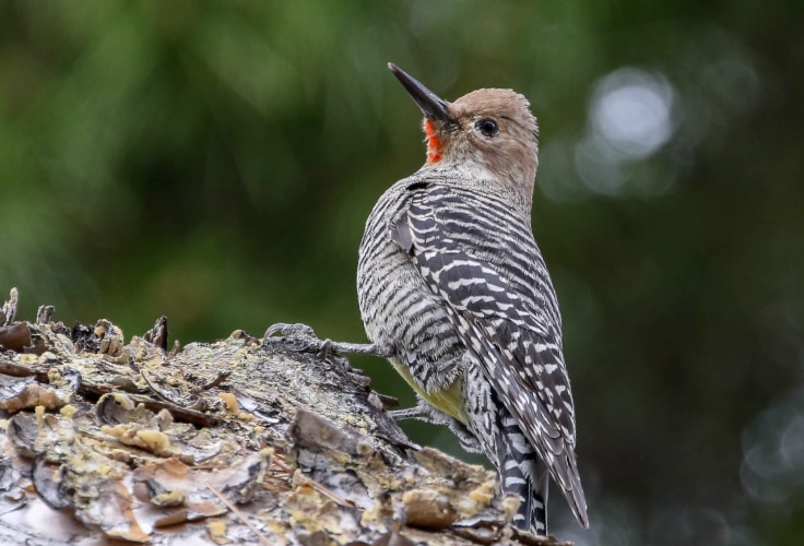 Female Williamson's Sapsucker