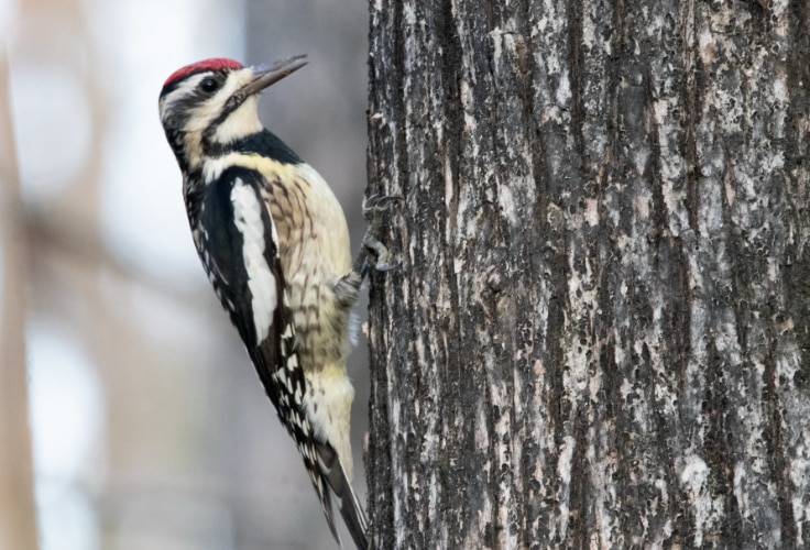 Female Yellow-Bellied Sapsucker