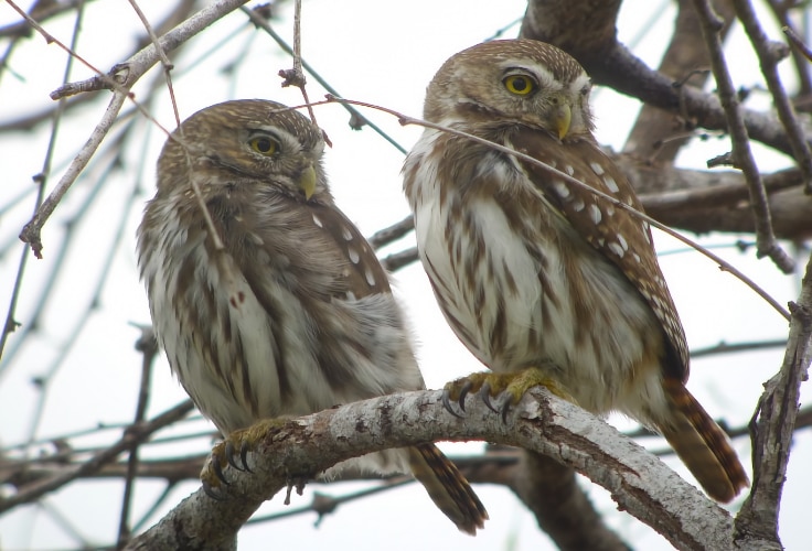 Ferruginous Pygmy-Owl pair