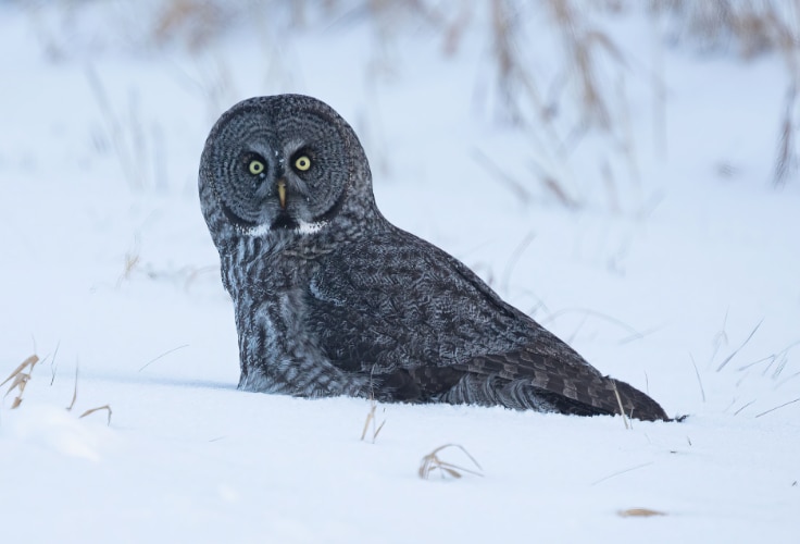 Great Gray Owl in snow