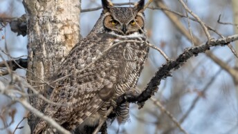 Great Horned Owl (Bubo virginianus)