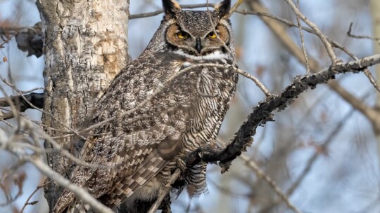 Great Horned Owl (Bubo virginianus)