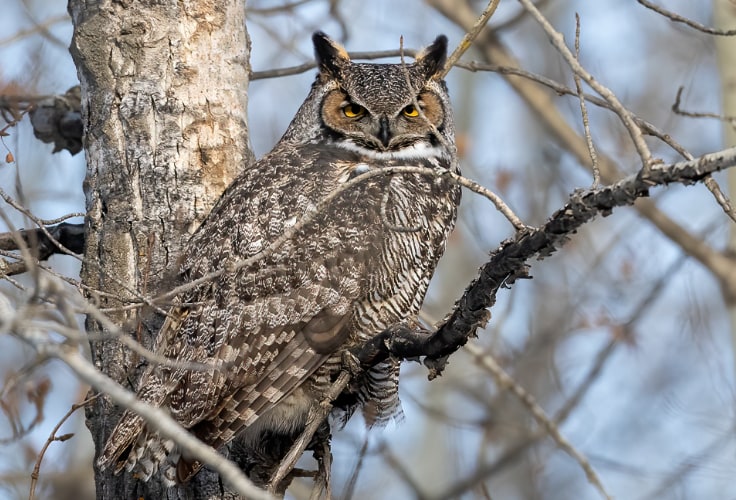 Great Horned Owl (Bubo virginianus)
