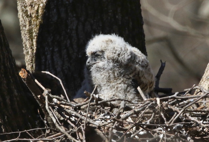 Great Horned Owl chick