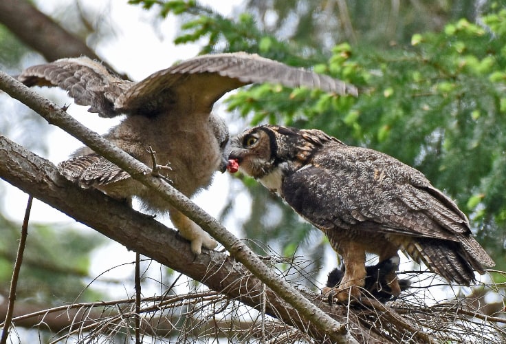 Adult Great Horned Owl feeding its young
