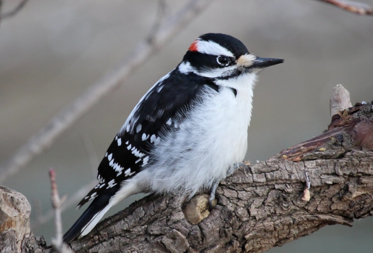 Hairy Woodpecker (Leuconotopicus villosus)