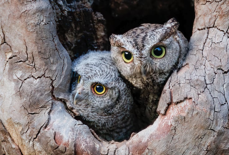 Juvenile and adult Western Screech-Owls