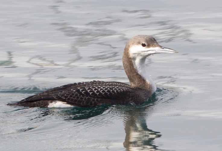 Juvenile Arctic Loon