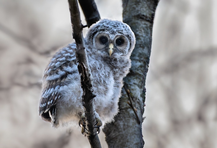 Juvenile Barred Owl