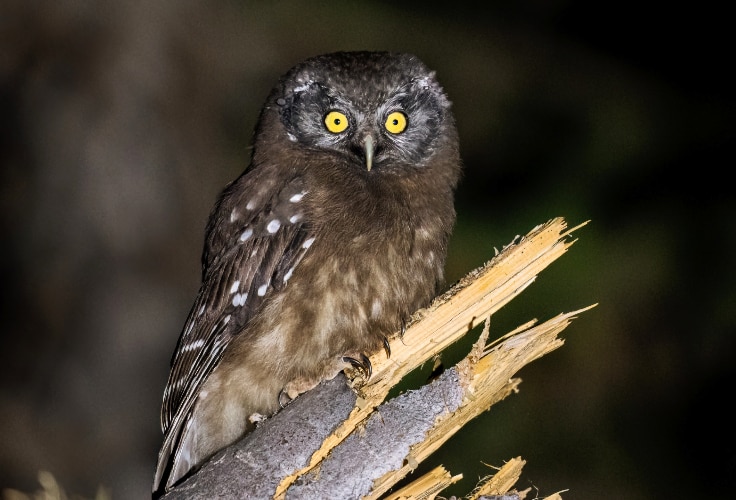 Juvenile Boreal Owl