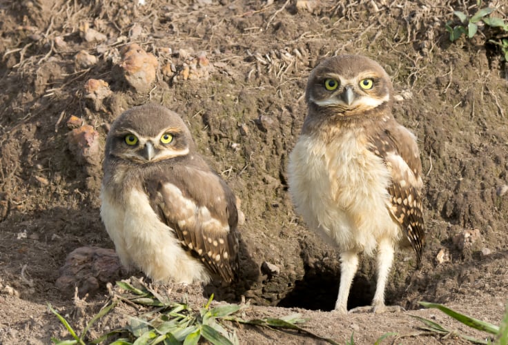Juvenile Burrowing Owls