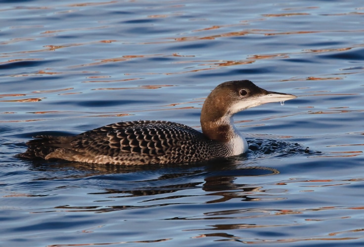Juvenile Common Loon