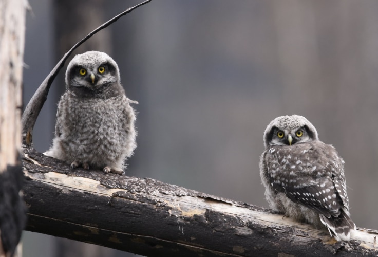 Juvenile Northern Hawk-Owls